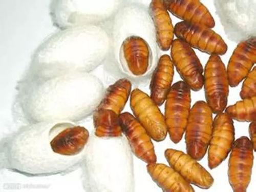 蛹蛹吃瓜群众,瓜群众中的美食探索者