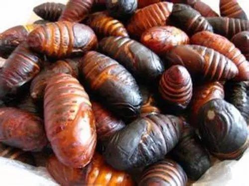 蛹蛹吃瓜群众,瓜群众中的美食探索者