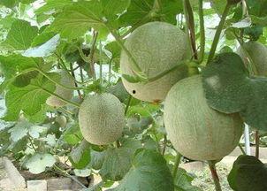 痘痘可以吃哈密瓜吗,哈密瓜的神奇护肤功效