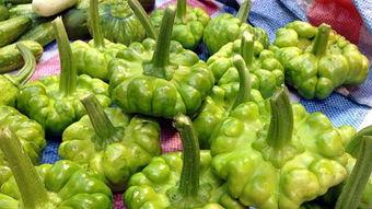 瓜叶不能什么吃,揭秘哪些食物不能与瓜叶同食