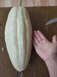 瓜叶不能什么吃,揭秘哪些食物不能与瓜叶同食