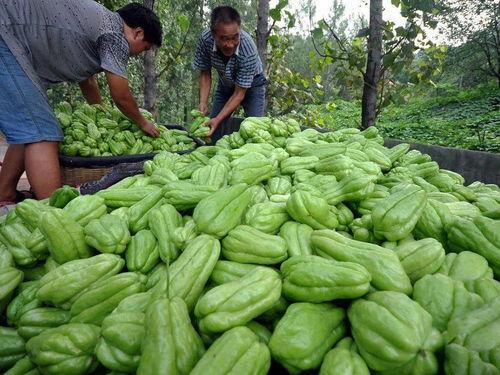 回瓜是什么瓜尖怎么吃,回瓜瓜尖的独特风味与食用方法揭秘
