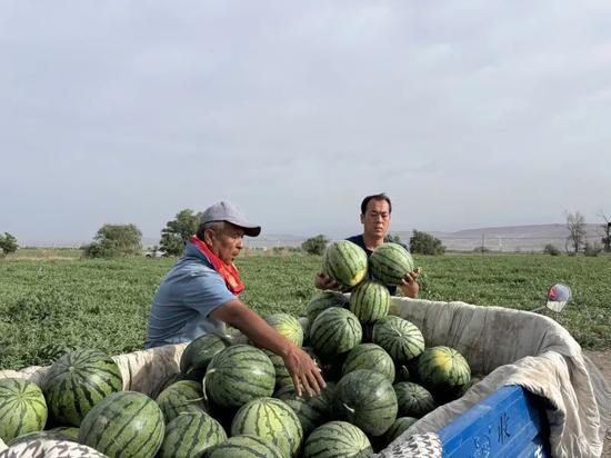 刘文龙吃瓜,揭秘娱乐圈幕后故事