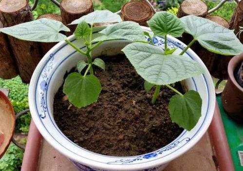 约谁点岩中花 吃瓜,揭秘网络热词背后的文化现象