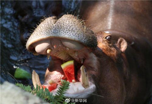 带你吃瓜吃恐怖动物,带你领略恐怖动物的惊悚食瓜之旅