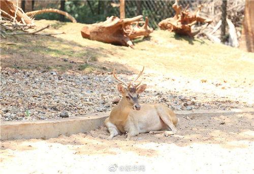 带你吃瓜吃恐怖动物,带你领略恐怖动物的惊悚食瓜之旅