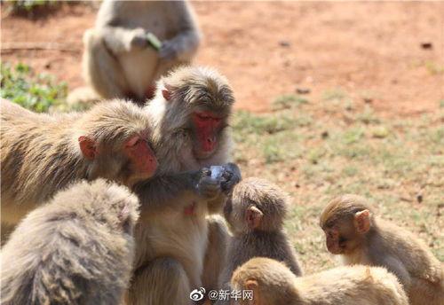 带你吃瓜吃恐怖动物,带你领略恐怖动物的惊悚食瓜之旅