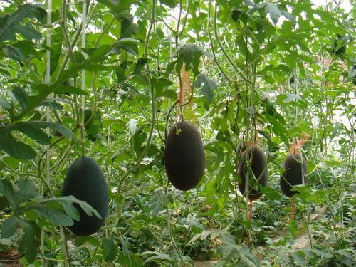 重云吃瓜,揭秘娱乐圈的幕后故事