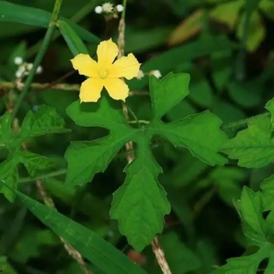 风寒吃凉瓜,平衡体质的智慧选择