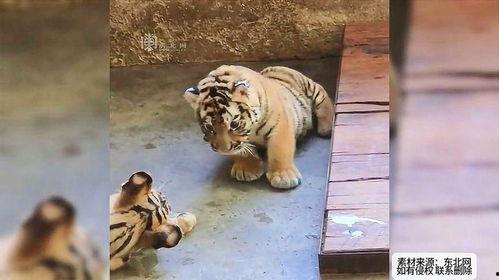 吃瓜群众小老虎,揭秘娱乐圈幕后风云