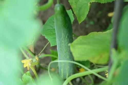 天太热了吃半个瓜,半个瓜解千愁