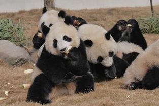 暴走熊猫人吃瓜,揭秘娱乐圈幕后真相