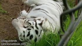 虎娘娘吃瓜,一场宫廷与瓜果的传奇邂逅