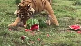 虎娘娘吃瓜,一场宫廷与瓜果的传奇邂逅