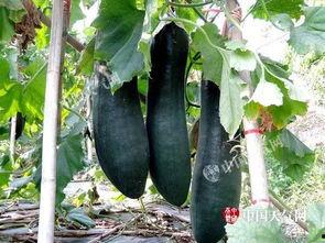 上林县吃瓜,探寻当地特色美食之旅