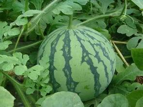 王大瓜吃西瓜,王大瓜的夏日西瓜盛宴