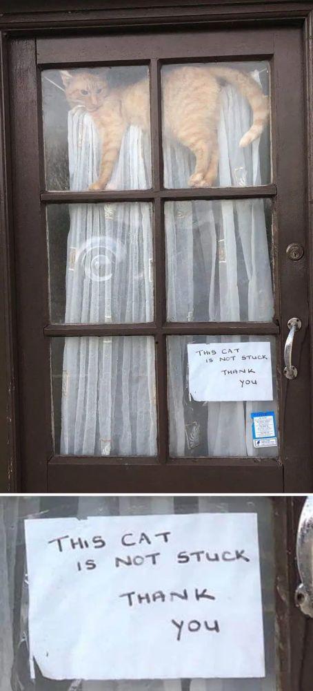 吃瓜立牌盗印,一场网络迷案的追踪与反思