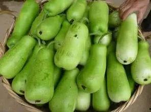 葫芦瓜与什么可以吃,美味养生两不误