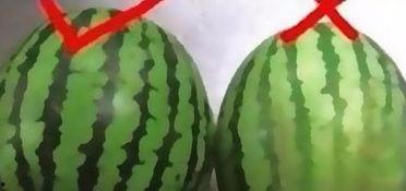 挑瓜吃瓜小技巧,轻松掌握挑瓜吃瓜小技巧