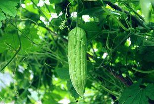 吃瓜的季节天天吃瓜,每日一瓜，尽享夏日清凉