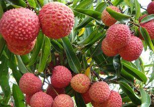 花市吃瓜,品味夏日里的市井风情