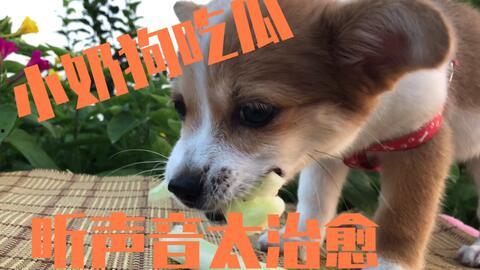 拼命吃瓜的狗,揭秘拼命吃瓜的狗狗传奇