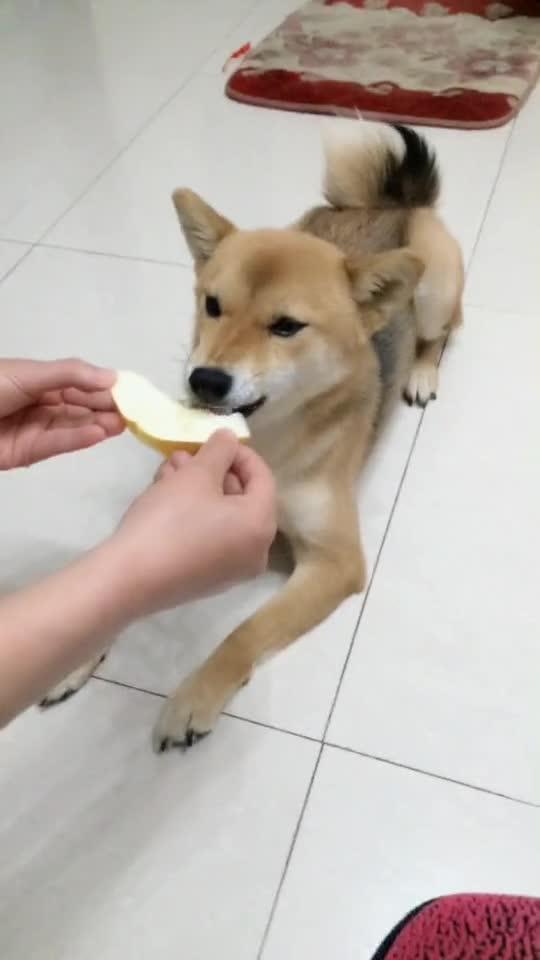 拼命吃瓜的狗,揭秘拼命吃瓜的狗狗传奇