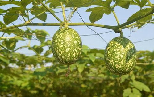 减肥期可以吃吊瓜吗吗,吊瓜——美味与健康的双重选择