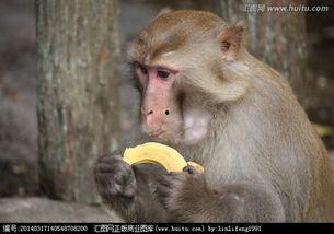 猴子绿色衣服吃瓜,趣味盎然的夏日场景