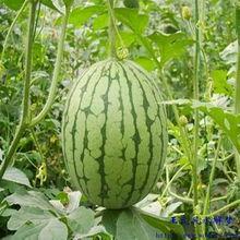 梦见别人给你瓜吃,揭秘瓜食梦境的深层寓意