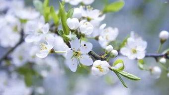 梨花吃瓜,揭秘娱乐圈的甜蜜瓜田