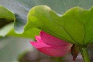 梨花吃瓜,揭秘娱乐圈的甜蜜瓜田