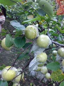 梨花吃瓜,揭秘娱乐圈的甜蜜瓜田