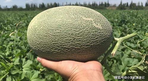 瓜农吃哈密瓜