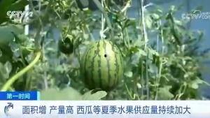 吃瓜群众小叶,揭秘娱乐圈那些事儿