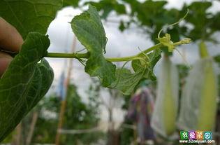 痞幼吃瓜连接有问题吗,网络连接疑云背后的真相