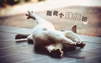 单身狗吃瓜的危害