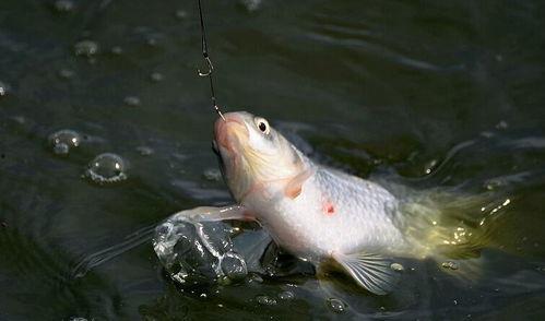 钓鱼直播吃瓜视频下载,揭秘热门钓鱼直播下载与观看体验