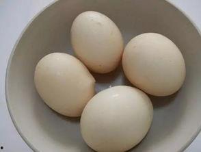 动物餐厅鸡蛋吃瓜,鸡蛋与瓜果的欢乐盛宴