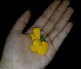 吃瓜视频图文素材,图文素材背后的趣味与真相