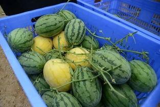 最近的吃瓜群,真相与谣言的较量