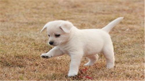 狗可以吃白玉瓜吗,白玉瓜是否适合宠物食用？