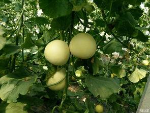 大k直播吃瓜,揭秘娱乐圈吃瓜背后的真相