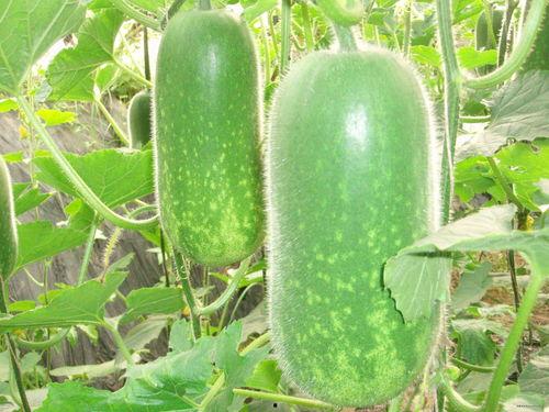 吃瓜299,揭秘吃瓜299背后的秘密与魅力