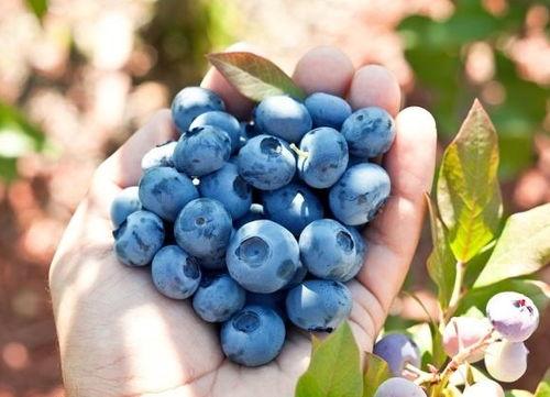 小林吃瓜蓝莓,揭秘蓝莓的甜蜜诱惑