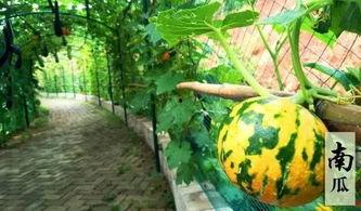 搞笑特效吃瓜,特效吃瓜，带你领略欢乐盛宴！