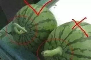 吃瓜的正确方式,解锁正确观瓜姿势，畅享夏日清凉时光