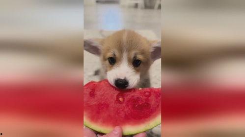 让狗吃瓜,让狗狗品尝夏日清凉瓜果