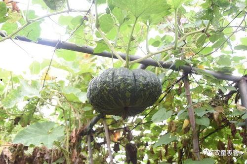 工业吃瓜,见证与反思