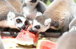 神奇的动物在吃瓜